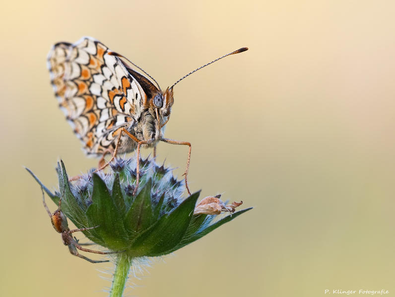 Melitaea phoebe III by Aphantopus