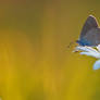 Polyommatus semiargus