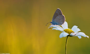 Polyommatus semiargus