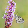 Melanargia galathea