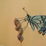 Papilio machaon IV