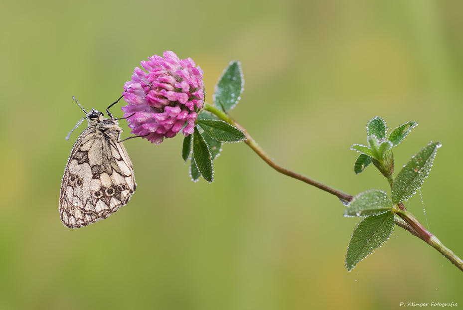 Melanargia galathea II by Aphantopus