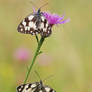 Melanargia galathea III