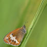 Coenonympha arcania II