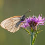 Aporia crataegi II