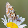 Melitaea phoebe V
