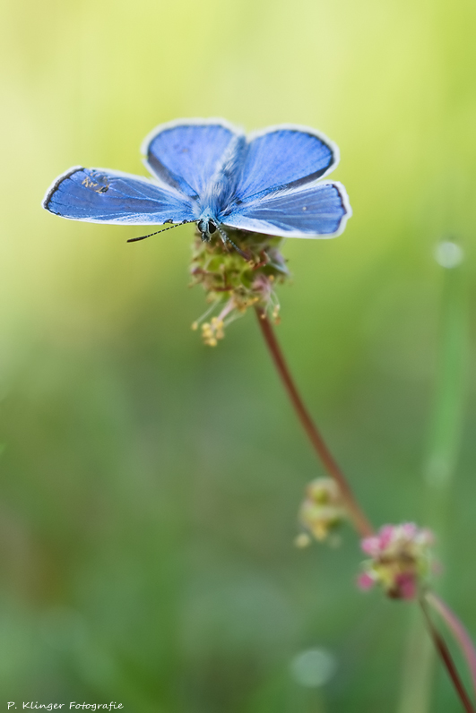 Polyommatus icarus VII