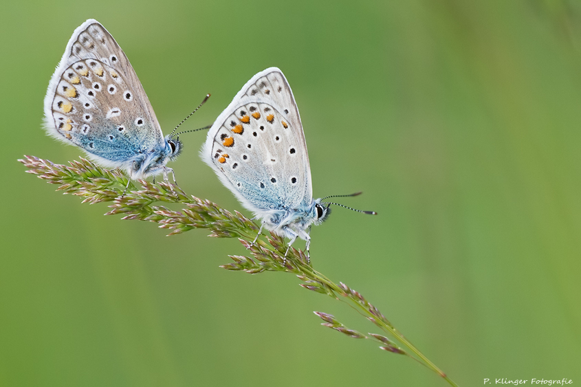 Polyommatus icarus XIII