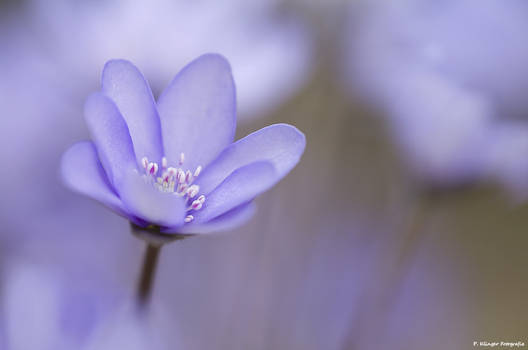 Hepatica nobilis III