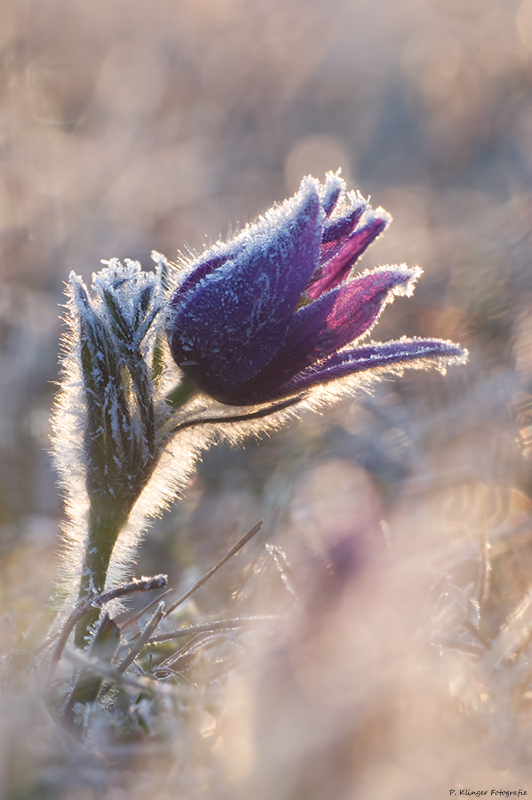 Pulsatilla vulgaris IX