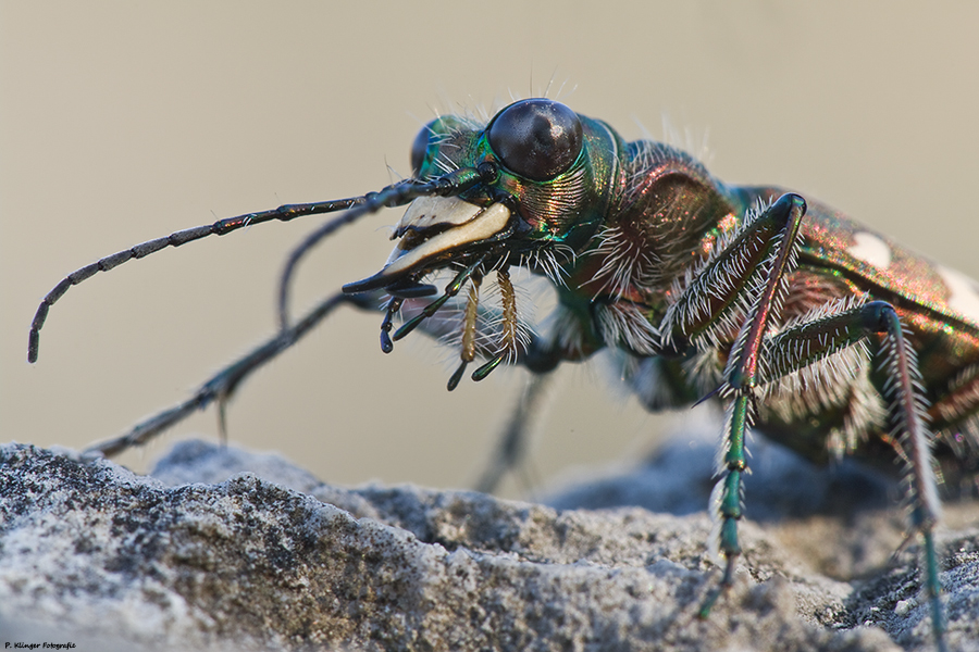 Cicindela silvicola