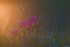 Fritillaria meleagris XII