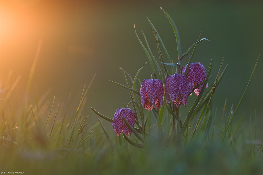 Fritillaria meleagris XIV