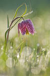 Fritillaria meleagris XV by Aphantopus