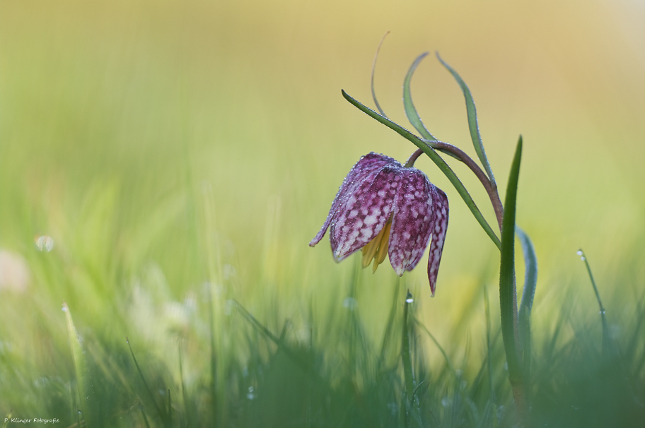 Fritillaria meleagris XVI