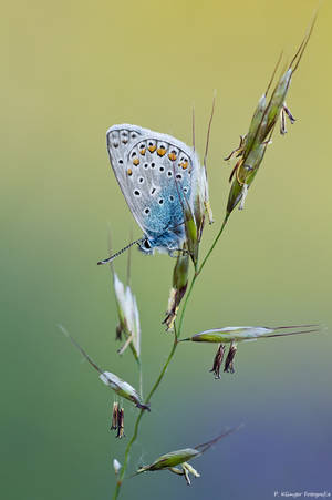 Polyommatus icarus XIV by Aphantopus