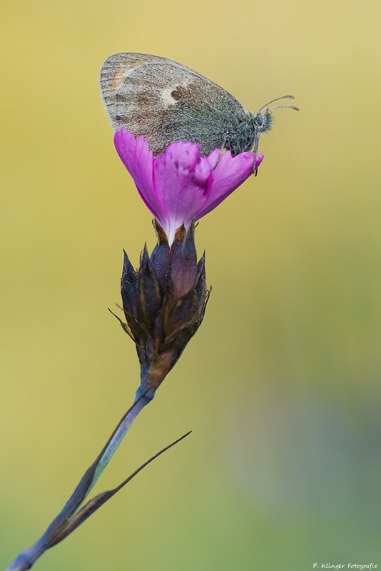 Coenonympha pamphilus III