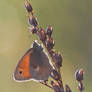 Coenonympha pamphilus IV