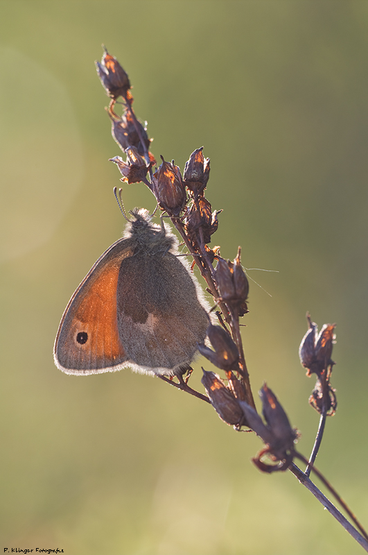 Coenonympha pamphilus IV