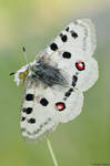 Parnassius apollo II by Aphantopus