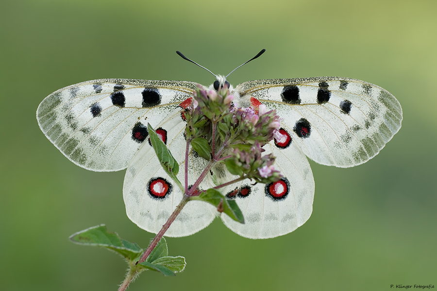 Parnassius apollo IV