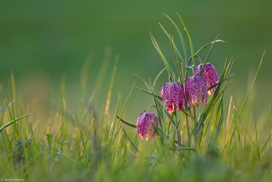 Fritillaria meleagris XVIII by Aphantopus