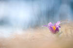 Pulsatilla vulgaris 2011 I by Aphantopus