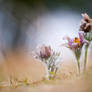 Pulsatilla vulgaris 2011 IV