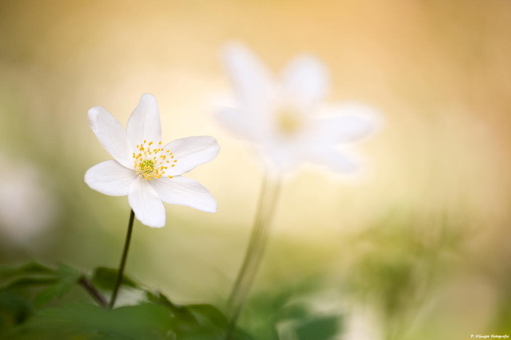 Anemone nemorosa 2011 I by Aphantopus