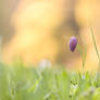 Fritillaria meleagris 2011 II