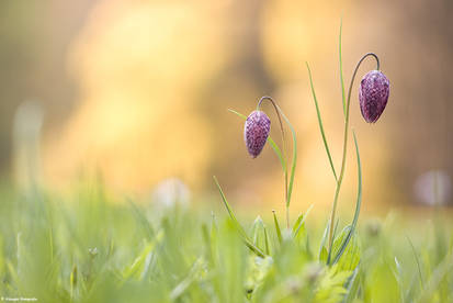 Fritillaria meleagris 2011 II