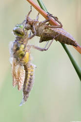 L. quadrimaculata 2011 II