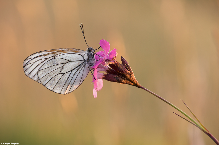 Aporia crataegi 2011