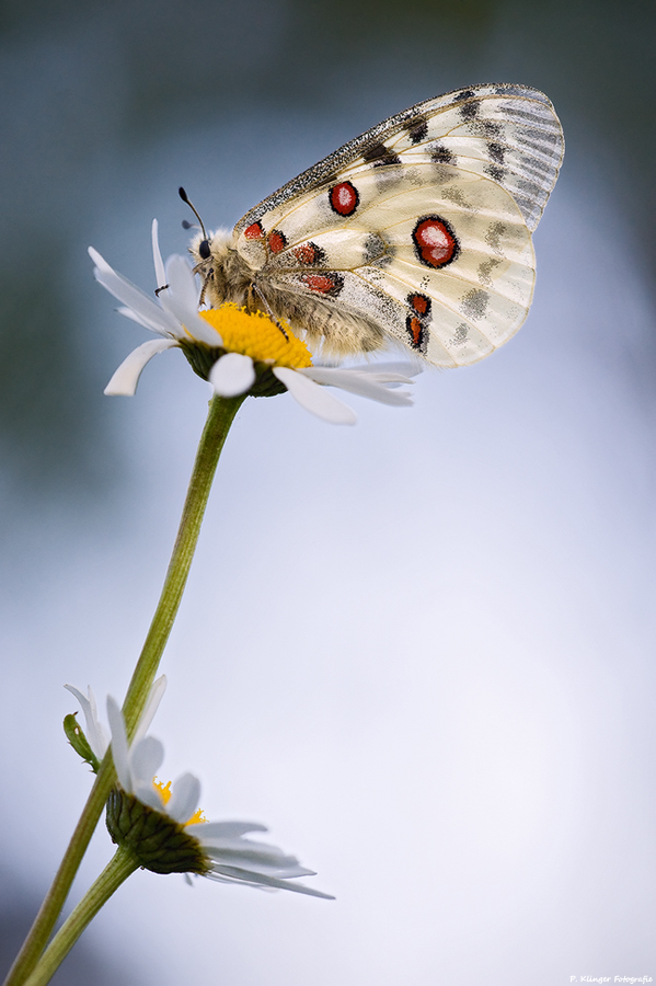 Parnassius apollo 2011