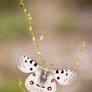 Parnassius apollo 2011 III