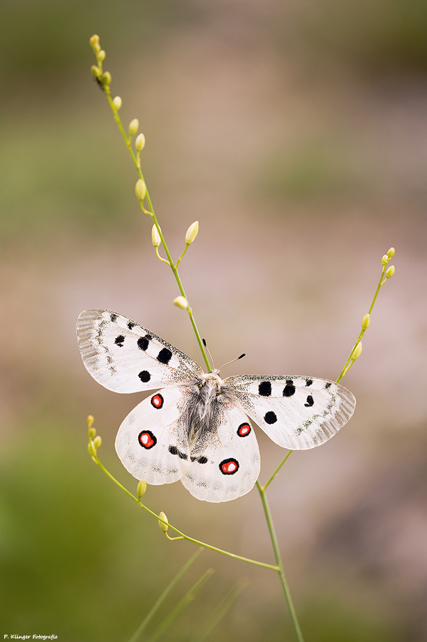 Parnassius apollo 2011 III