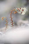 Parnassius apollo 2011 IV by Aphantopus