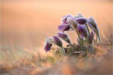 Pulsatilla vulgaris 2012 IV by Aphantopus