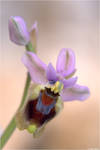 Ophrys tenthredinifera by Aphantopus