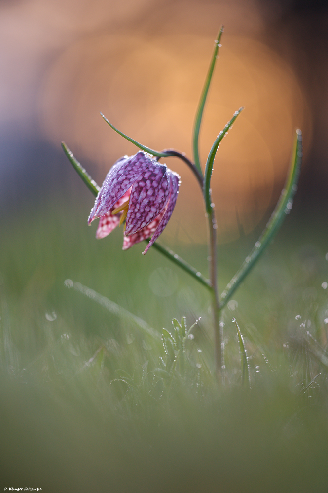 Fritillaria meleagris 2012 II