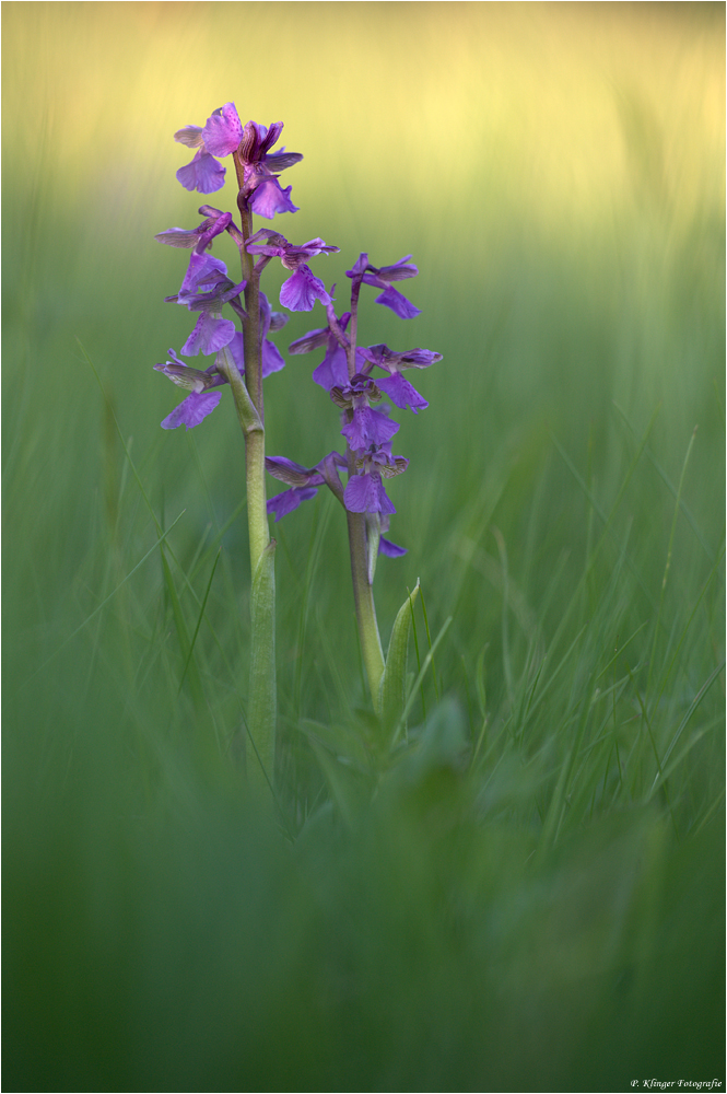 Orchis morio 2012