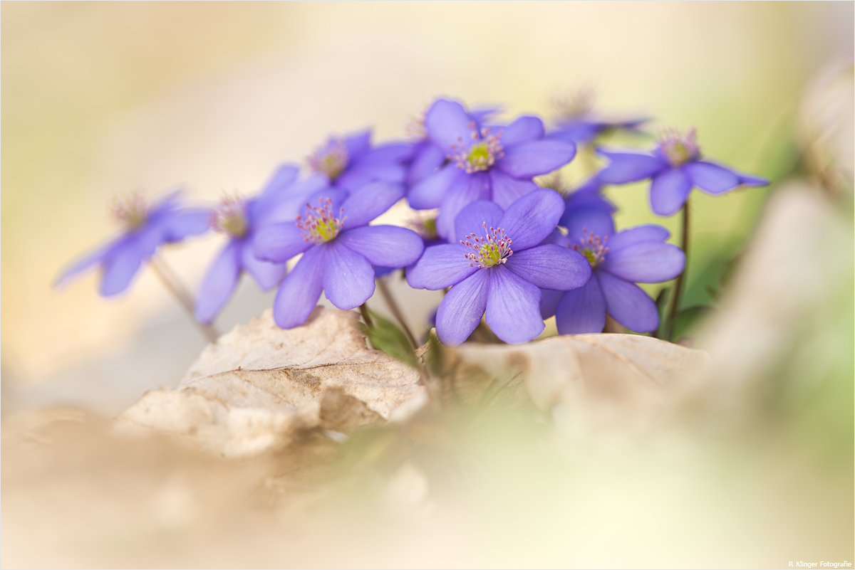 Hepatica nobilis 2013