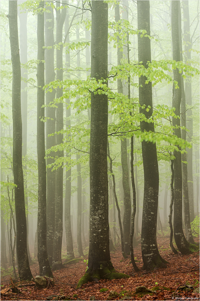 Foggy forest