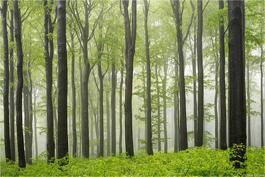 In a spring forest