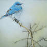 Blue bird