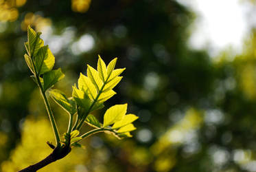 Divine light and little leaves