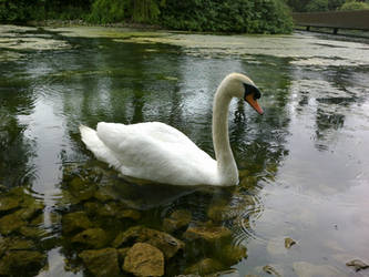 On the pond in the rain