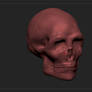 Zbrush skull