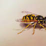 Wasp