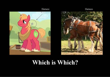 Brony Which which? Big Macintosh!